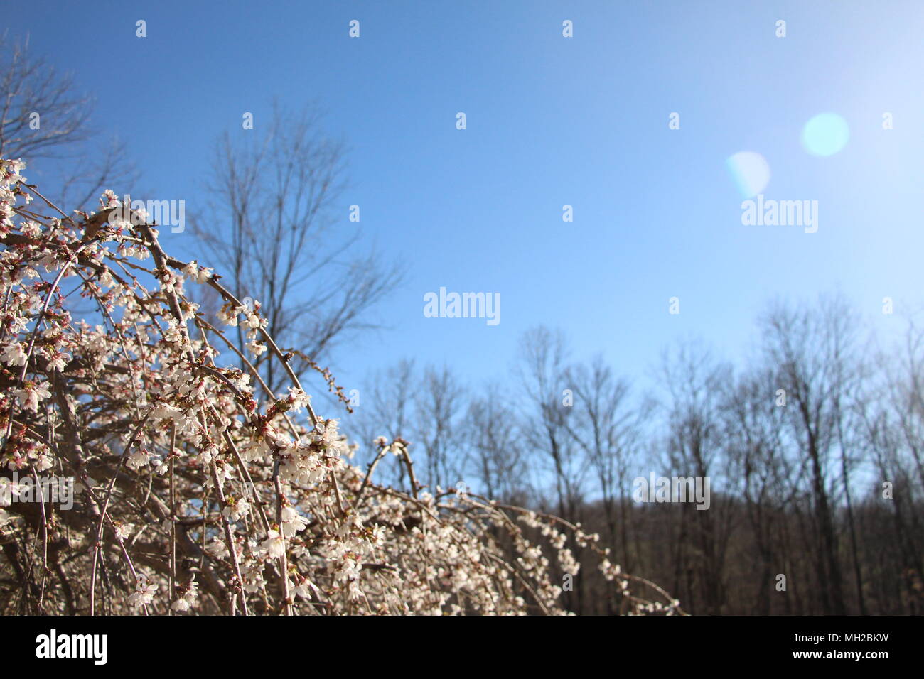 Ciliegio piangente nella luce del sole in una bella giornata di primavera. Foto Stock