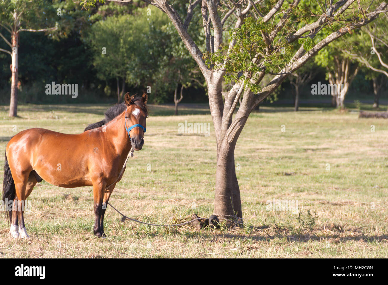 I cavalli domestici in Argentina campagna Foto Stock