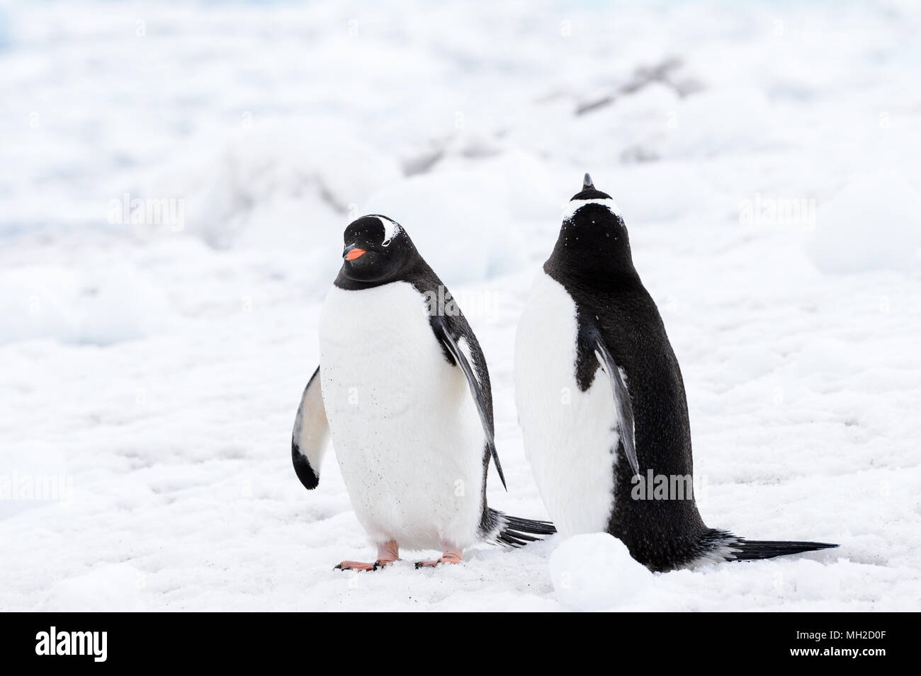 I pinguini Gentoo giovane sul bianco della neve Foto Stock