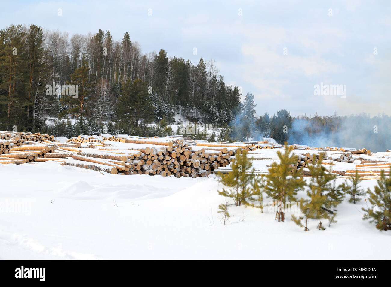 La raccolta di registri. Pile di tagliare il legname pronto per essere trasportati al di fuori di un'area di registrazione. Il fumo. Giornata di sole. L'inverno. Woodpile di appena raccolto i registri. Nat Foto Stock