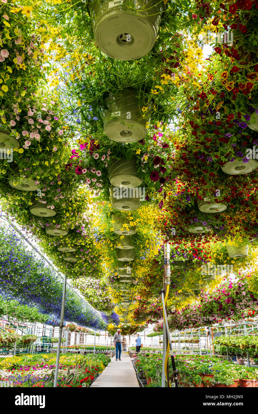 Molla di freschi Fiori e piante pensili per la vendita in una piccola città vivaio. Foto Stock