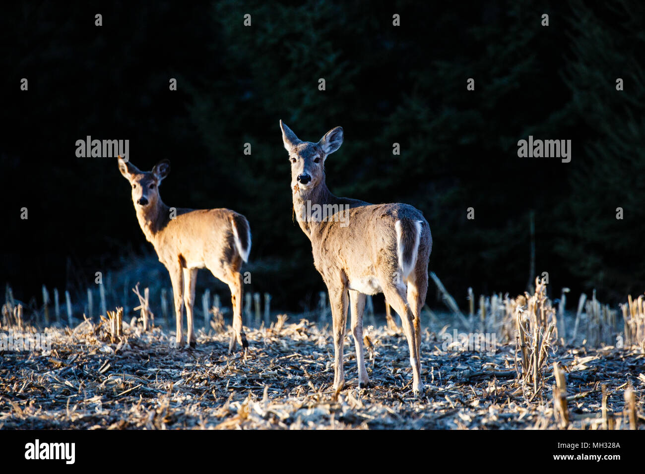 Cervi dalla coda bianca (Odocoileus virginianus) madre e fawn in aprile, Foto Stock
