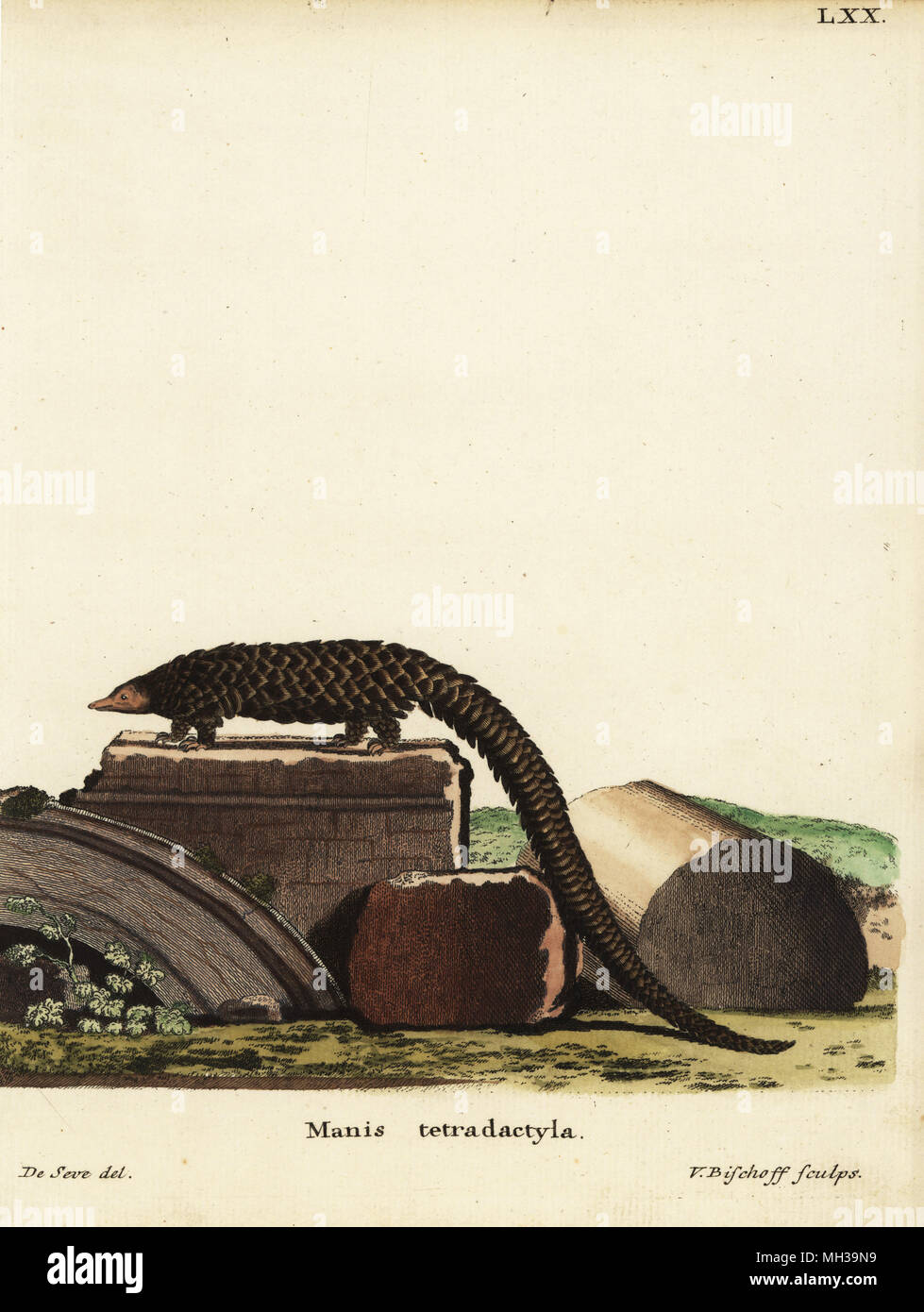 Cinese, pangolin Manis pentadactyla. In pericolo critico. Handcolored incisione su rame di Valentin Bischoff dopo una illustrazione da Jacques de Seve da Johann Christian Daniel Schreber di illustrazioni di animali dopo la natura, o Schreber fantastico animali, Erlangen, Germania, 1775. Foto Stock