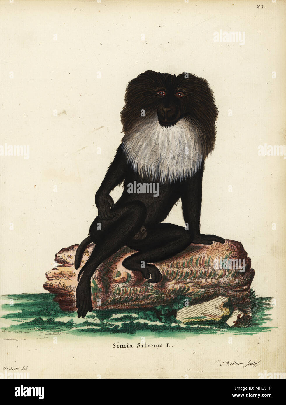 Lunga coda macaque, Macaca silenus. In via di estinzione. Simia silenus L. Handcolored incisione su rame da Giuseppe Kellner dopo una illustrazione da Jacques de Seve da Johann Christian Daniel Schreber di illustrazioni di animali dopo la natura, o Schreber fantastico animali, Erlangen, Germania, 1775. Foto Stock