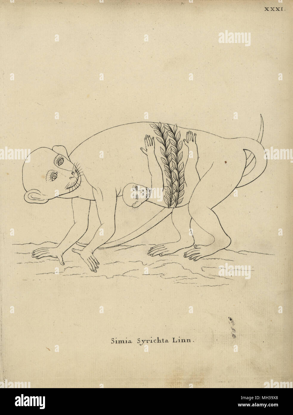 Philippine tarsier, Carlito syrichta. Simia syrichta Linn. La scimmia infantile legata alla madre con una cinghia di erba. Incisione su rame dopo una illustrazione di James Petiver da Johann Christian Daniel Schreber di illustrazioni di animali dopo la natura, o Schreber fantastico animali, Erlangen, Germania, 1775. Foto Stock