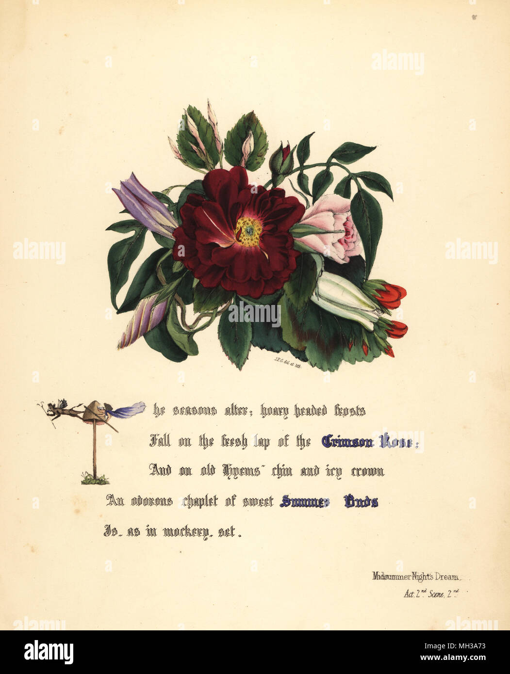 Crimson Rose (Midsummer Night's Dream). Botanico Handcoioured Illustrazione disegnata e litografato da Jane Elizabeth Giraud dai fiori di Shakespeare, giorno e Haghe, Londra, 1845. Foto Stock
