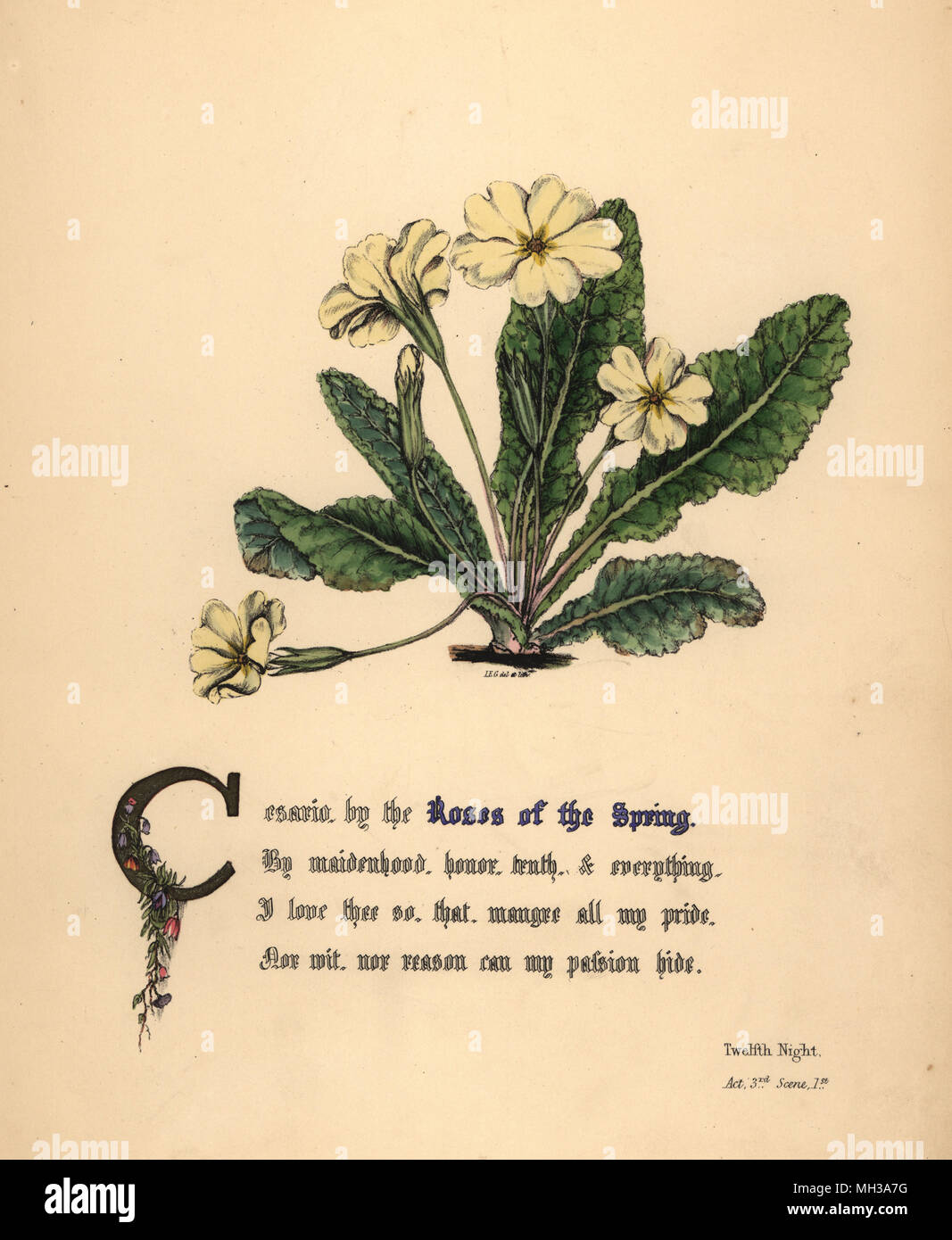 Rose di primavera (primrose o cowslip), dodicesima notte. Botanico Handcoioured Illustrazione disegnata e litografato da Jane Elizabeth Giraud dai fiori di Shakespeare, giorno e Haghe, Londra, 1845. Foto Stock