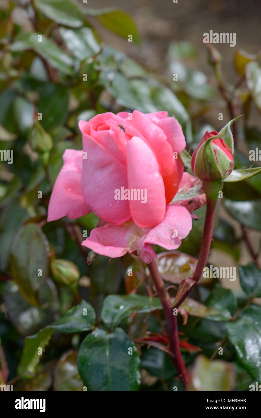 Rose Speciale anniversario Foto Stock