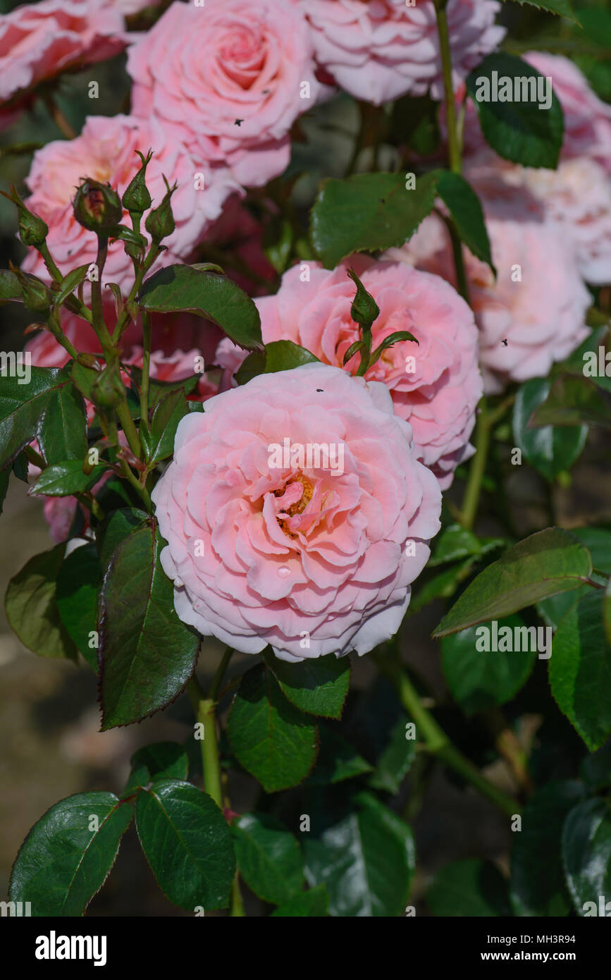 Rose Tickled Pink Foto Stock