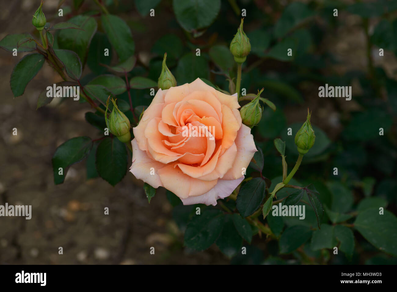 Rosa caldo augurio Foto Stock