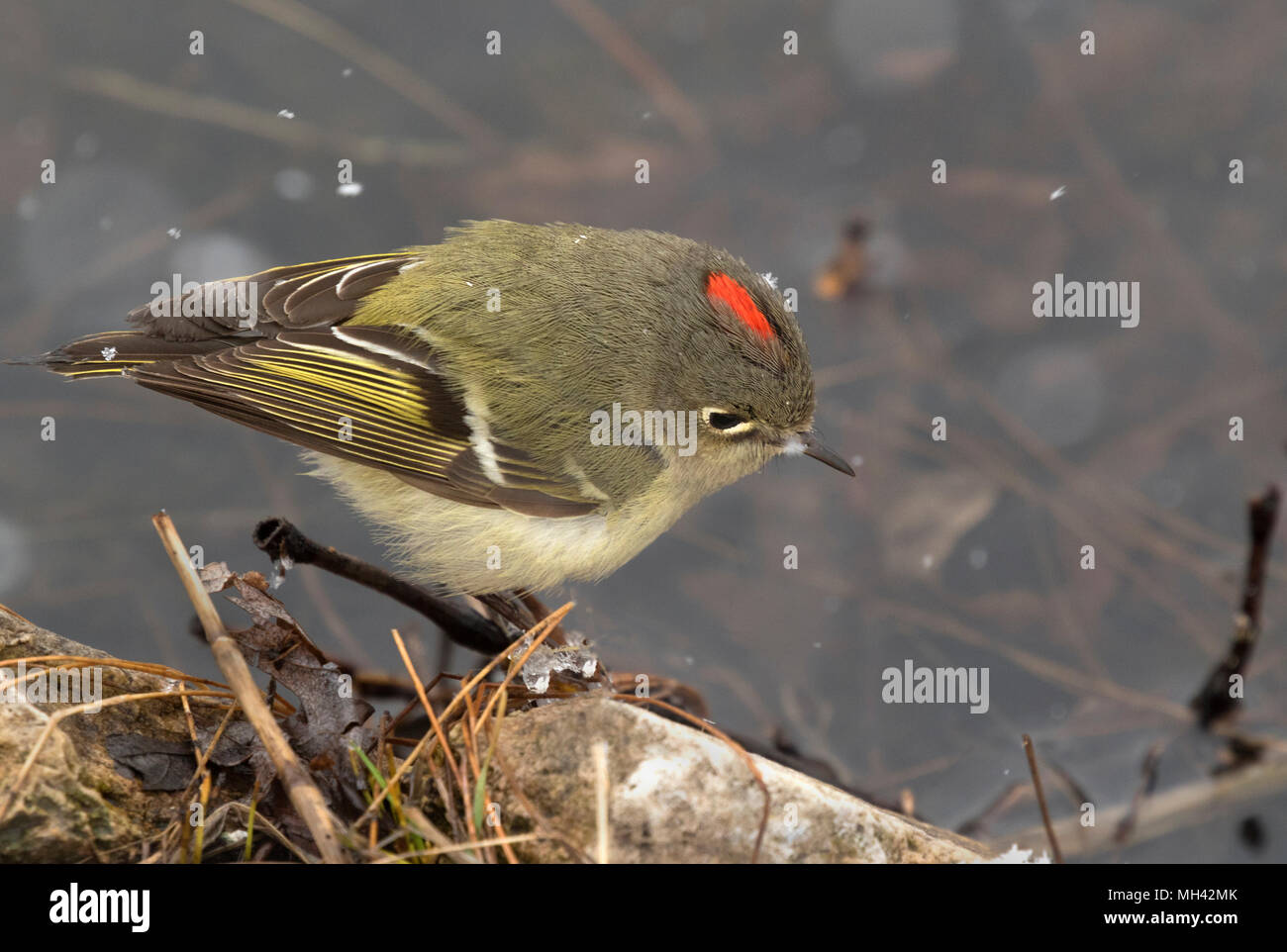 Ruby incoronato kinglet sul ramo su neve durante la migrazione della molla attraverso Iowa Foto Stock