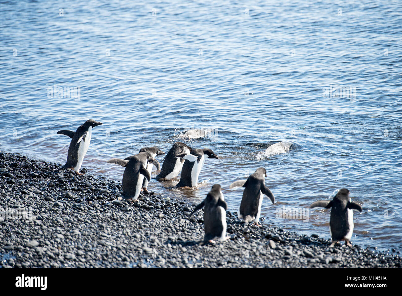 Adelie gruppo di pinguini sulla costa dell'oceano Foto Stock