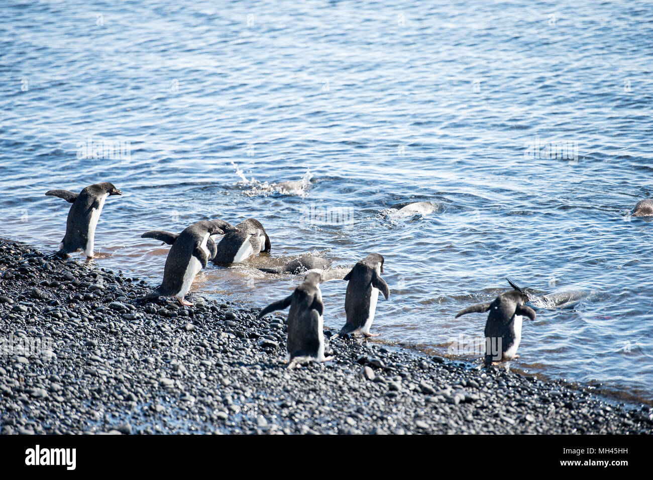 Adelie gruppo di pinguini sulla costa dell'oceano Foto Stock