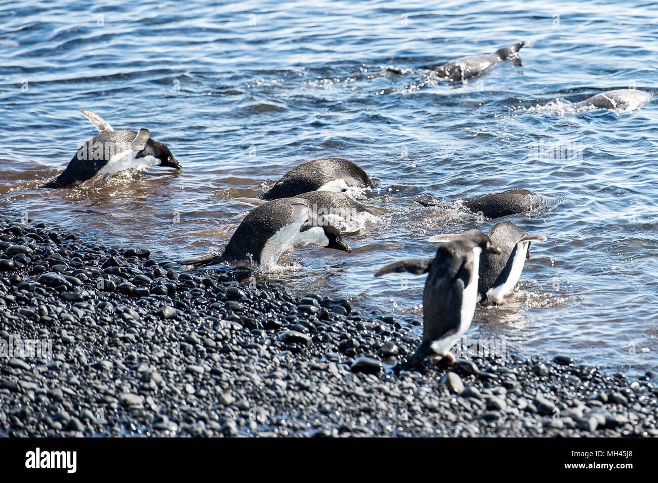 Adelie gruppo di pinguini sulla costa dell'oceano Foto Stock