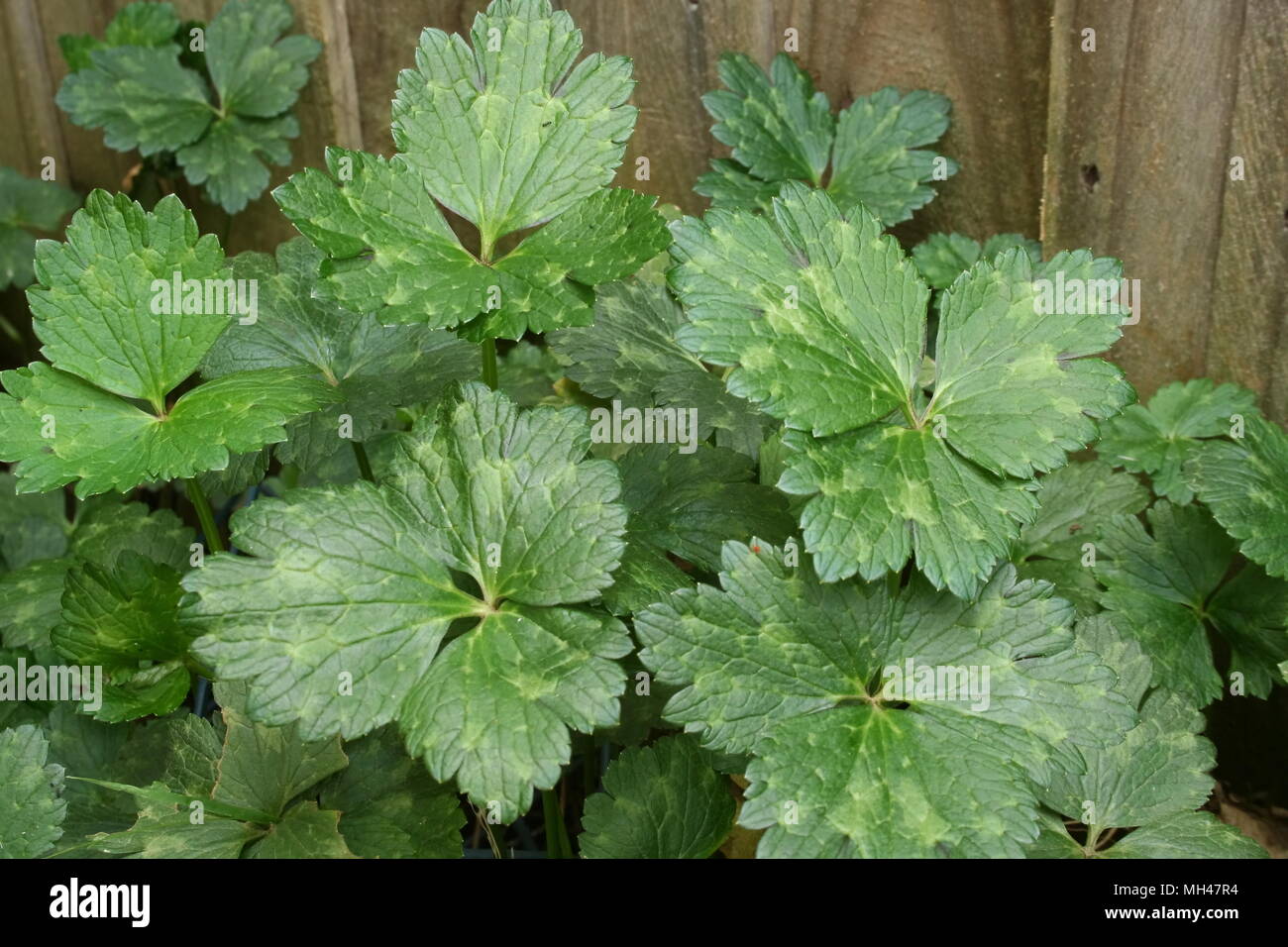 Grandi foglie Ranuncolo strisciante Weed 'Ranunculus repens' Foto Stock