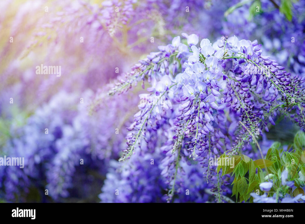 Fiore Bellissimo Sfondo Realizzato Con Filtri Di Colore Effetto Foto Stock Alamy