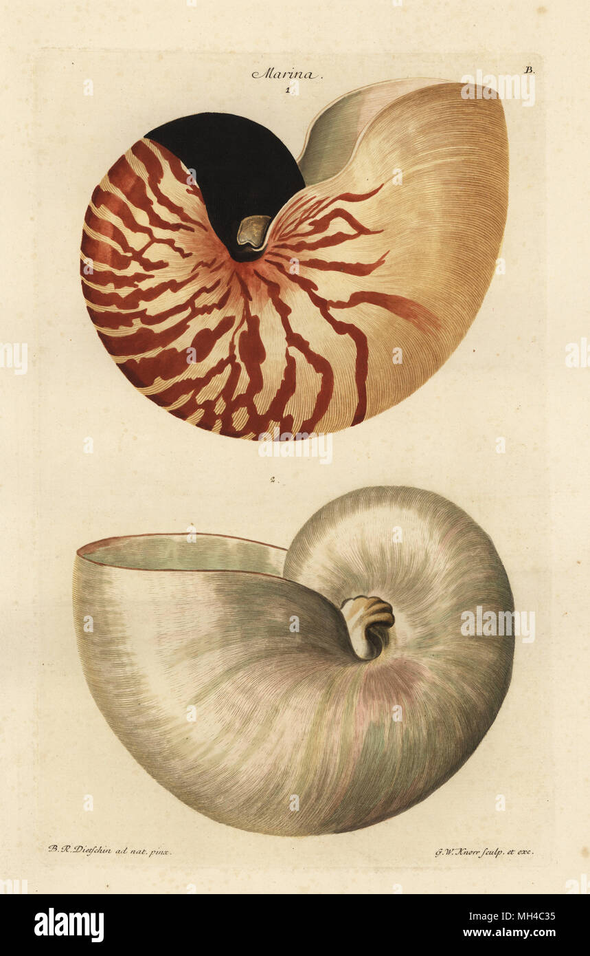 Chambered o grande shell Nautilus Nautilus pompilio (Nautilus crasso) 1 e il guscio lucidato al di sotto di 2. Handcolored incisione su rame di G.W. Knorr dopo una illustrazione di Barbara Regina Dietzsch da Georg Wolfgang Knorr's Deliciae Naturae Selectae di Kabinett Zeldzaamheden van der Natuur, Blusse e figlio, Norimberga, 1771. Foto Stock