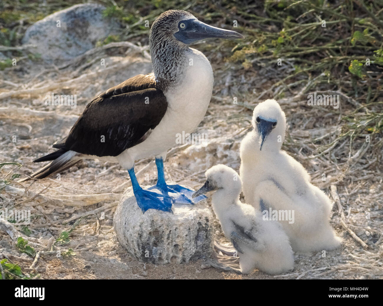Un orgoglioso blu-footed booby (Sula nebouxii) custodisce due pulcini pelosa sulla North Seymour Island nelle isole Galapagos (Archipiélago de Colón), una provincia dell'Ecuador nell'Oceano Pacifico al largo della costa occidentale del Sud America. Il più popolare area di nidificazione in tutto il mondo per il Blu-footed boobies è ora delle Galapagos, dove questi grandi uccelli e di altri animali selvatici sono state oggetto di protezione dal 1959 con la creazione del Galapagos National Park e la Charles Darwin Foundation. Foto Stock