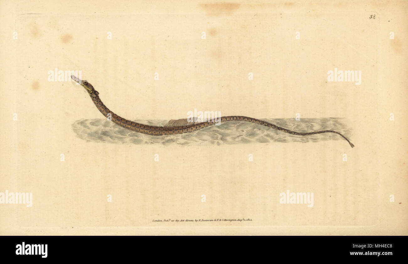 Sargassum pipefish o pelagiche, pipefish Syngnathus pelagicus. Copperplate Handcolored disegnato e inciso da Edward Donovan dalla sua storia naturale della British Pesci, Donovan e F.C. E J. Rivington, Londra, 1802-1808. Foto Stock