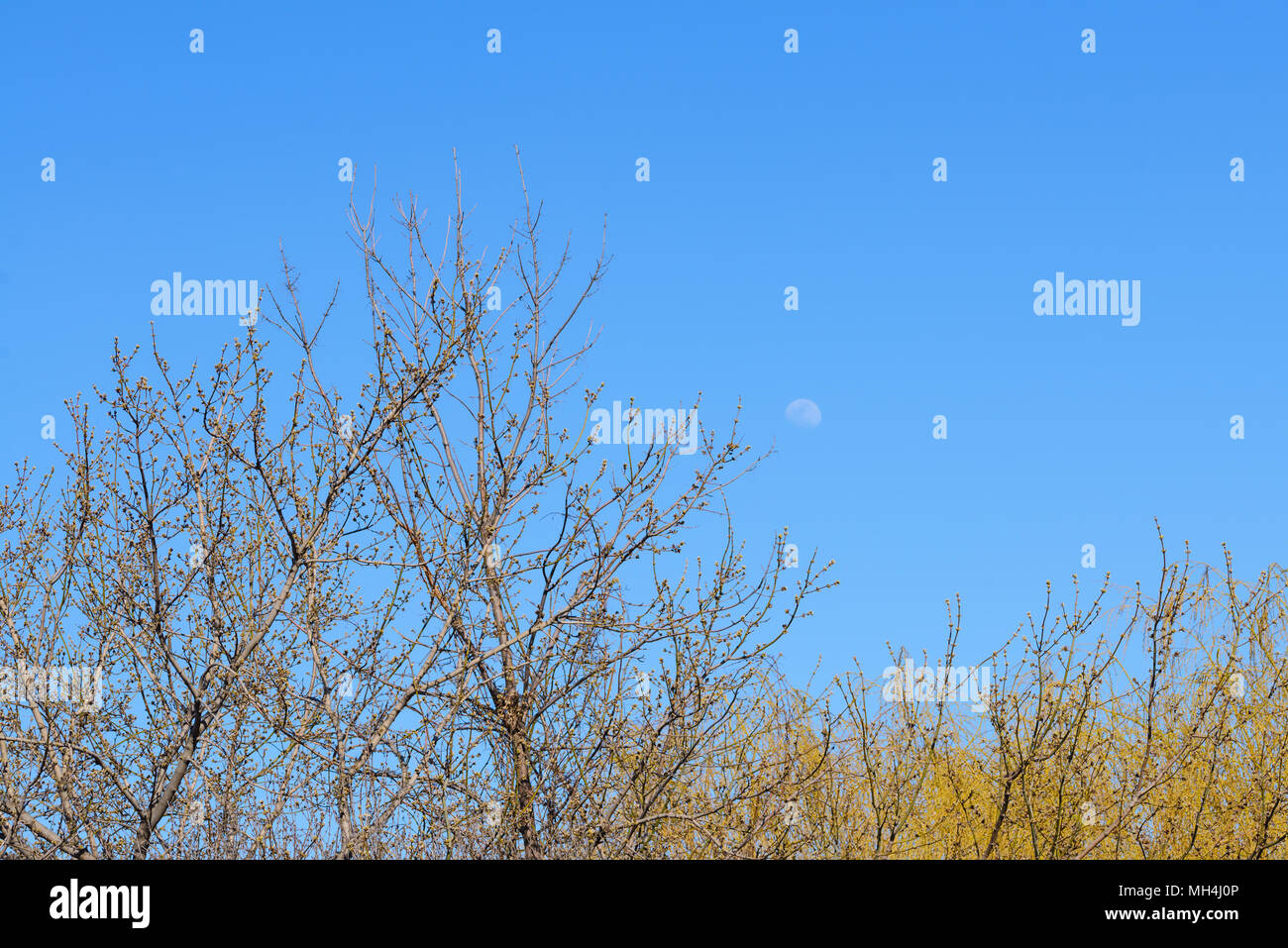 Tree Tops con nuovi fiori contro il cielo blu e la luna Foto Stock