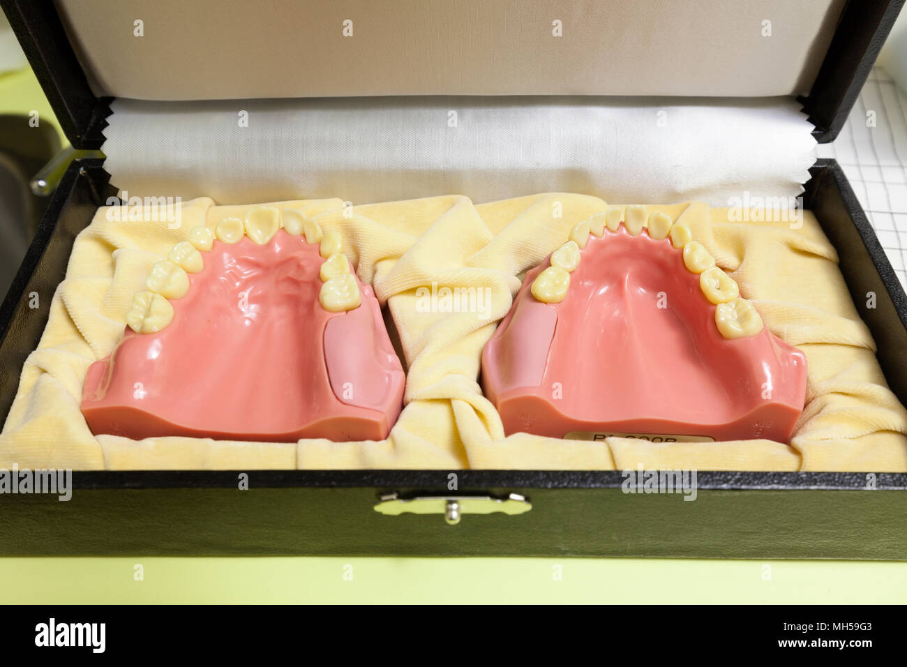Un modello dentale della bocca umana e denti. Foto Stock
