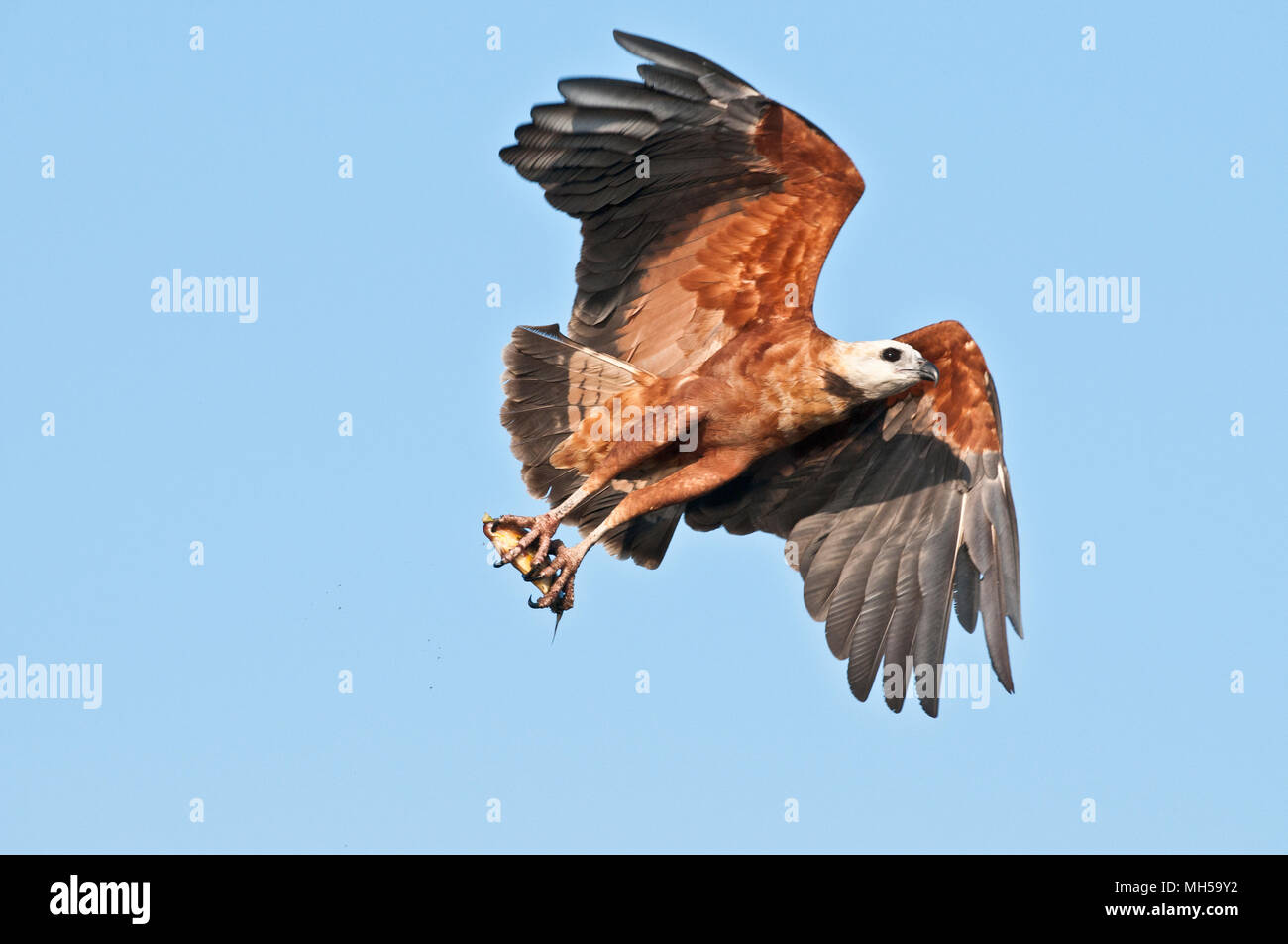 Black Hawk a collare (Busarellus nigracollis) con pesce del Pantanal nel Brasile del Sud Foto Stock