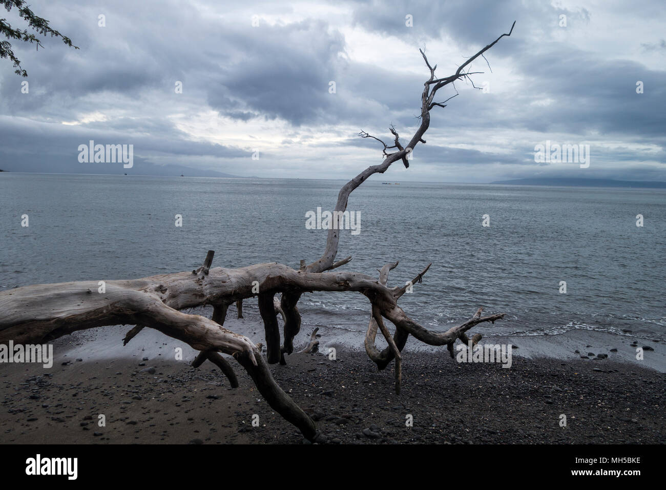Peacfull arroccato sul mare Albero caduto sul mare oceano litorale con le nuvole e cielo blu Foto Stock
