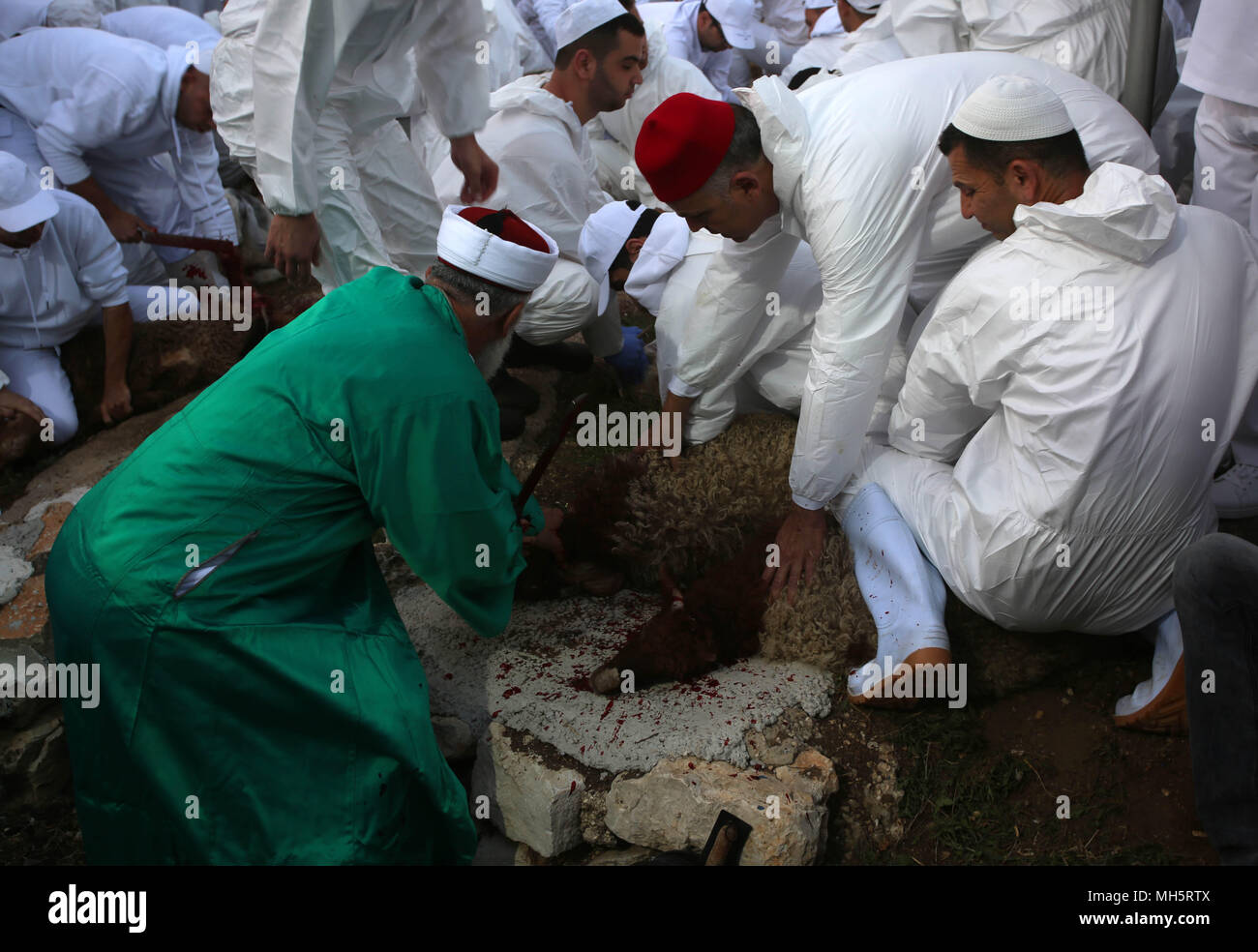 Membri della comunità samaritana macellare un agnello pasquale per contrassegnare il sacrificio della pasqua (Korban Pesakh) rituale, a monte Gherizim, vicino la Cisgiordania città di Nablus, 29 aprile 2018. I samaritani, un gruppo ethnoreligious del Levant originari di Israele, o Ebrei, del Vicino Oriente antico, rivendicazione discesa dalla tribù di Efraim e della tribù di Manasse (due figli di Giuseppe). Secondo la Torah, il sacrificio della Pasqua in primo luogo è stato offerto nella notte di Israeliti' esodo dall Egitto. Foto: Ayman Nobani/dpa Foto Stock