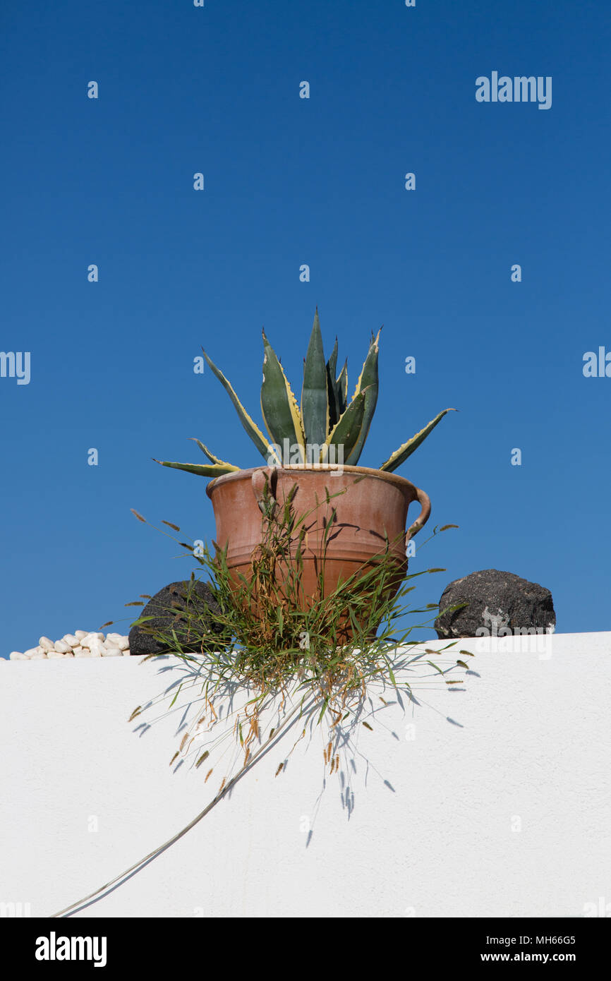 Vasi di piante succulente sul muro bianco con cielo blu dietro Foto Stock