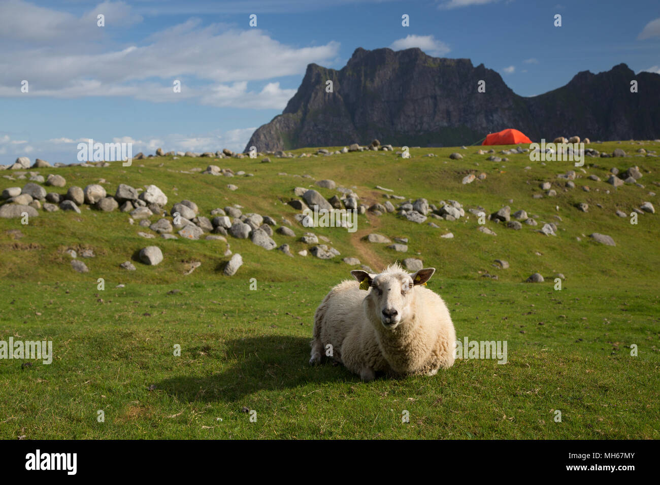 Pecore su una spiaggia del campeggio nelle Isole Lofoten in Norvegia Foto Stock