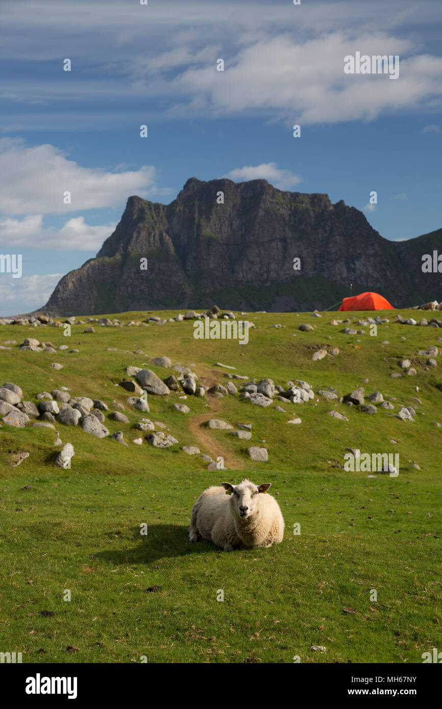 Pecore su una spiaggia del campeggio nelle Isole Lofoten in Norvegia Foto Stock