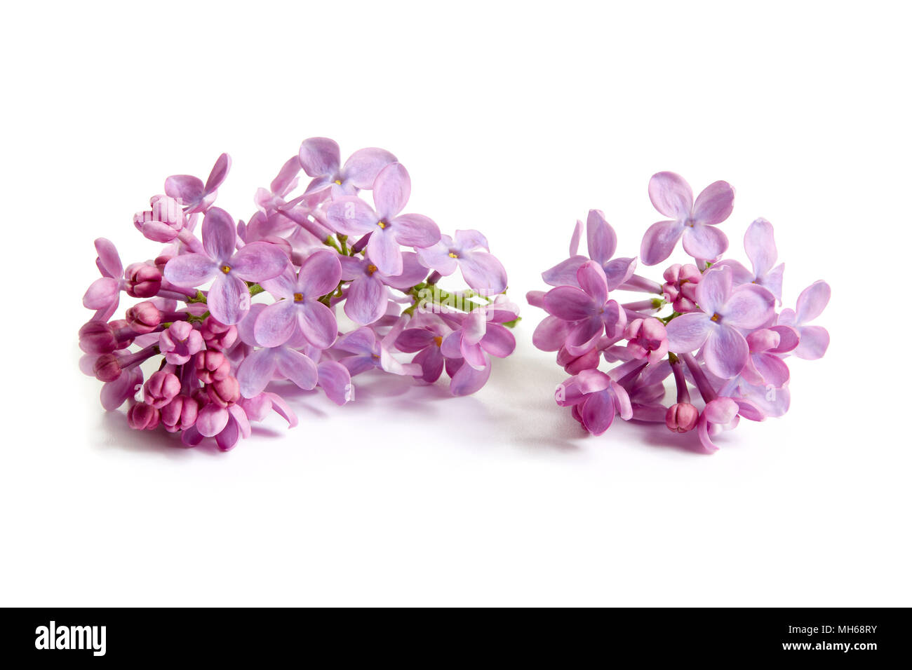 Rametti di viola lilla con scheda carta nota su fondo azzurro. Copia dello spazio. Foto Stock Rametti di viola lilla con scheda carta nota su fondo azzurro. Copia dello spazio. Foto Stock