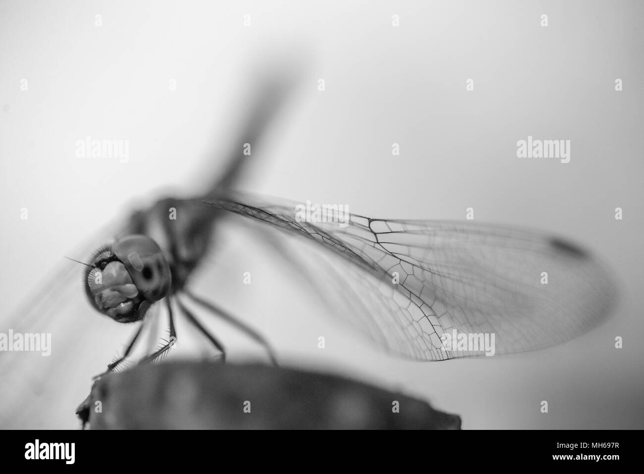 Naturale arte Foto Stock