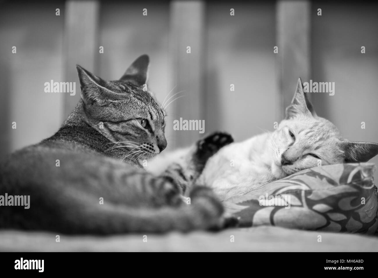 I gatti domestici e cani Foto Stock