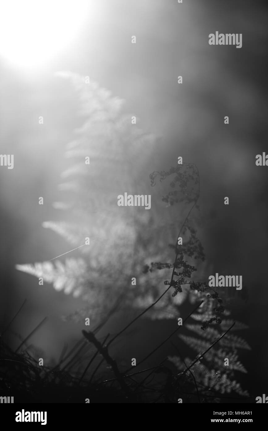 Naturale arte Foto Stock