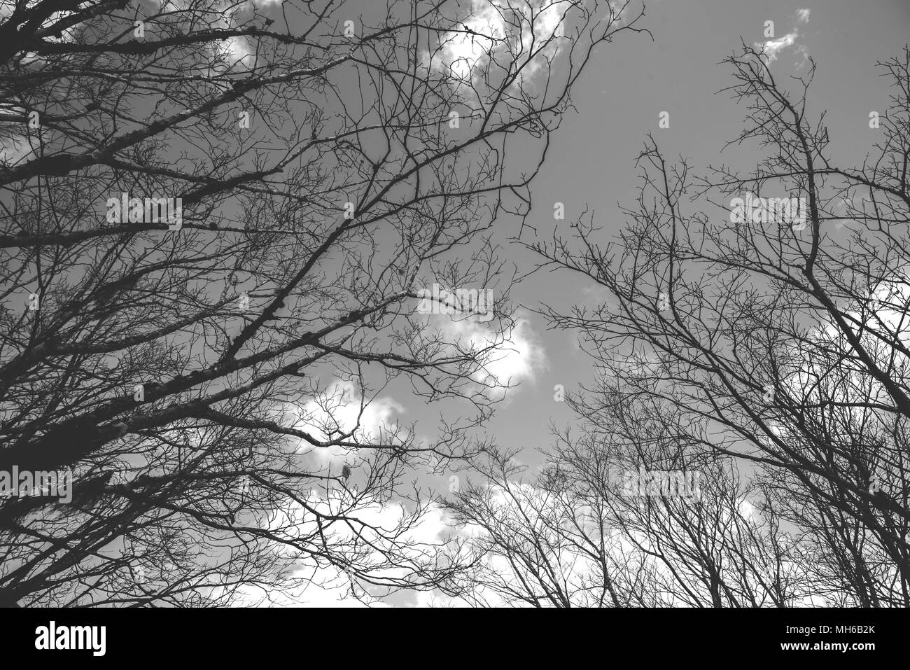 Naturale arte Foto Stock