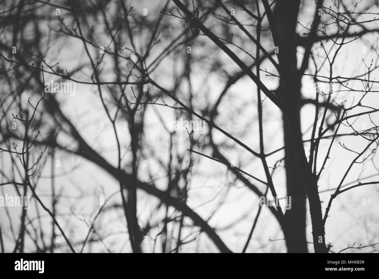 Naturale arte Foto Stock