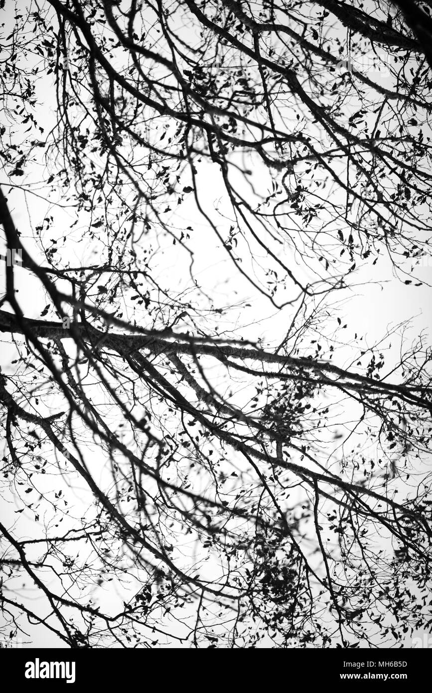 Naturale arte Foto Stock