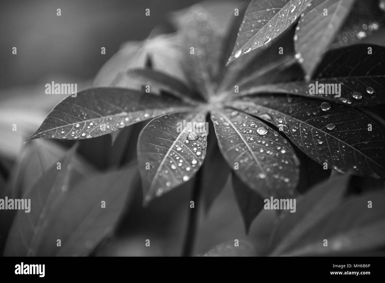 Naturale arte Foto Stock