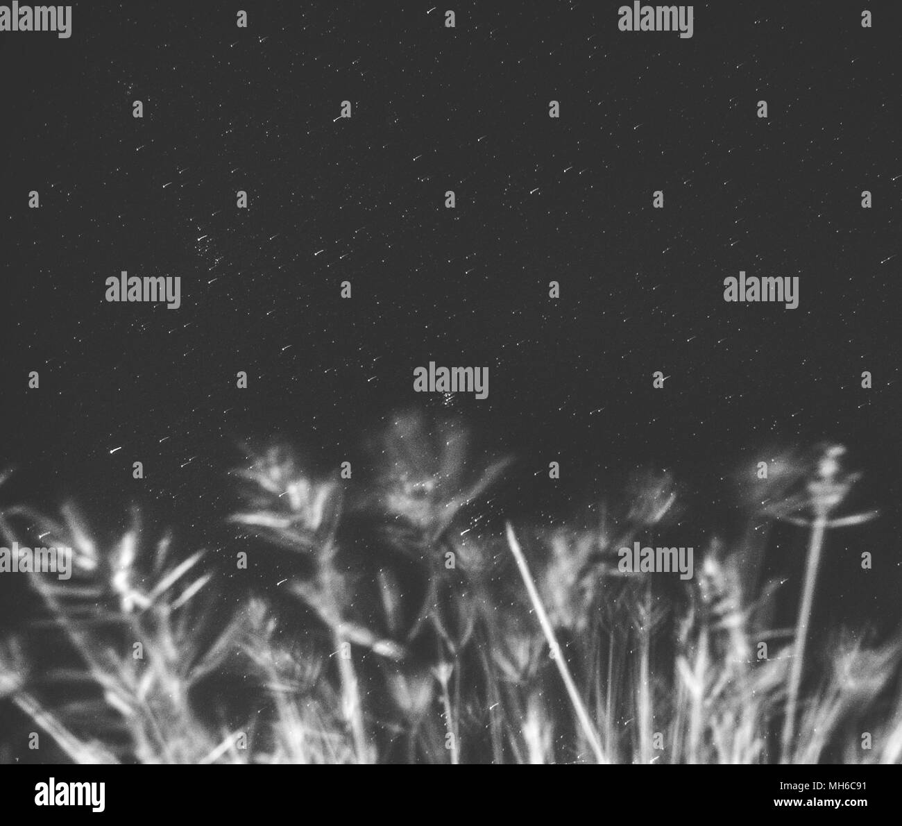 Naturale arte Foto Stock