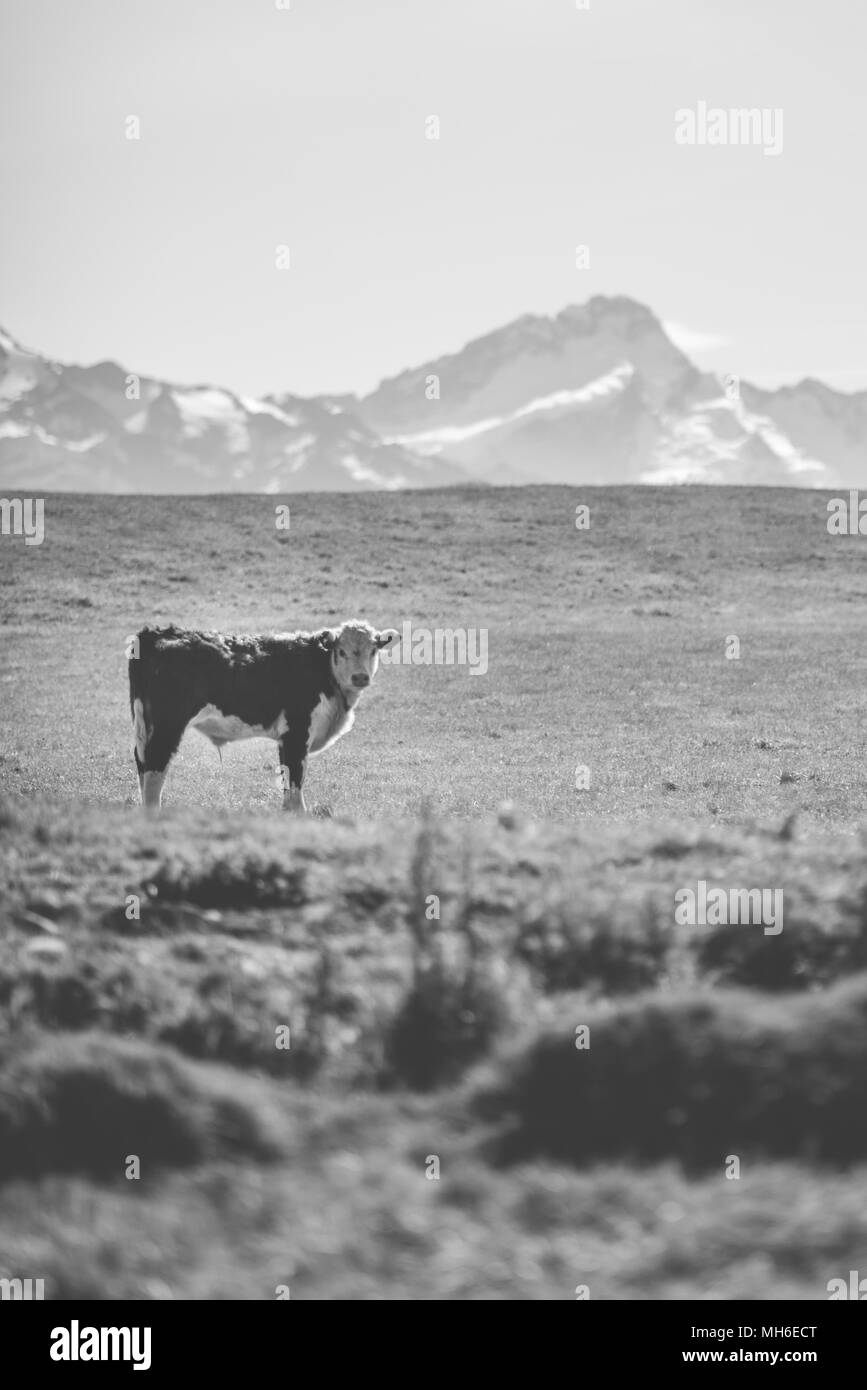 La natura e la sua bellezza Foto Stock