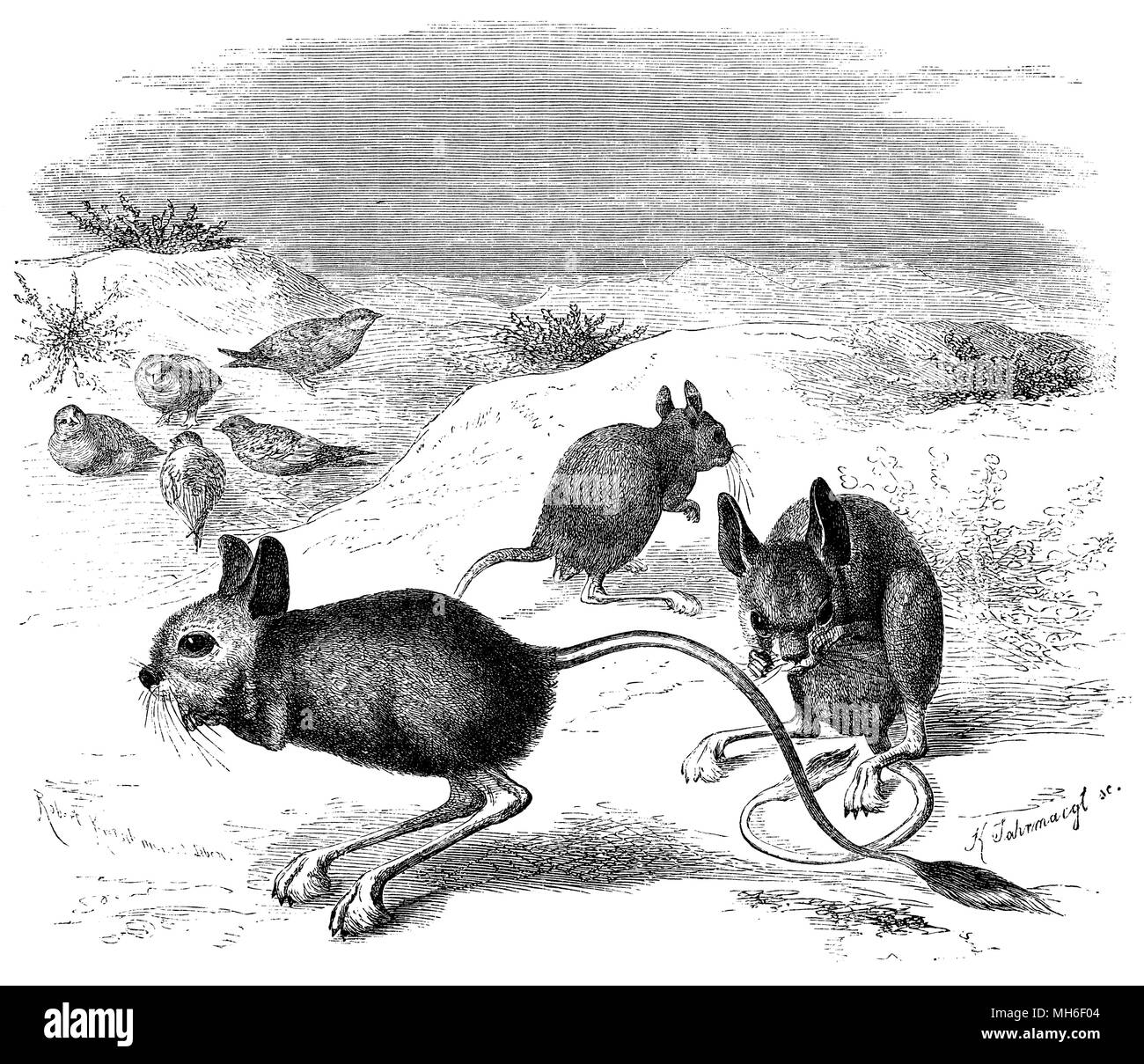 Maggiore jerboa egiziano <Jaculus orientalis>, Robert Kretschmer und K. Jahrmargt 1870 Foto Stock