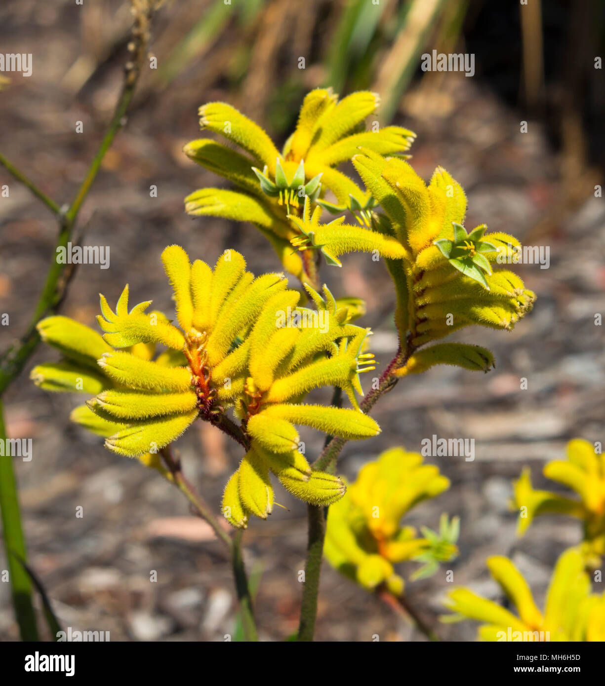 Luminoso West Australian giallo di fiori selvaggi Kangaroo Paw anigozanthus Bush ibrido Gem che fiorisce in pieno splendore in Bunbury Western Australia . Foto Stock