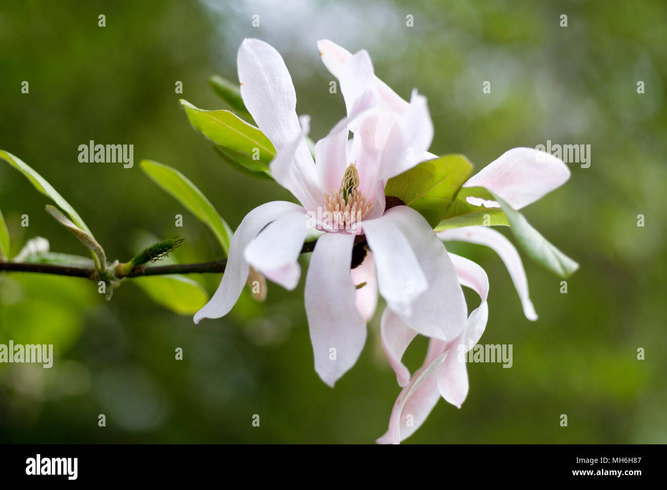 Close-up di un fiore di Magnolia Loebneri Leonard Messel Foto Stock