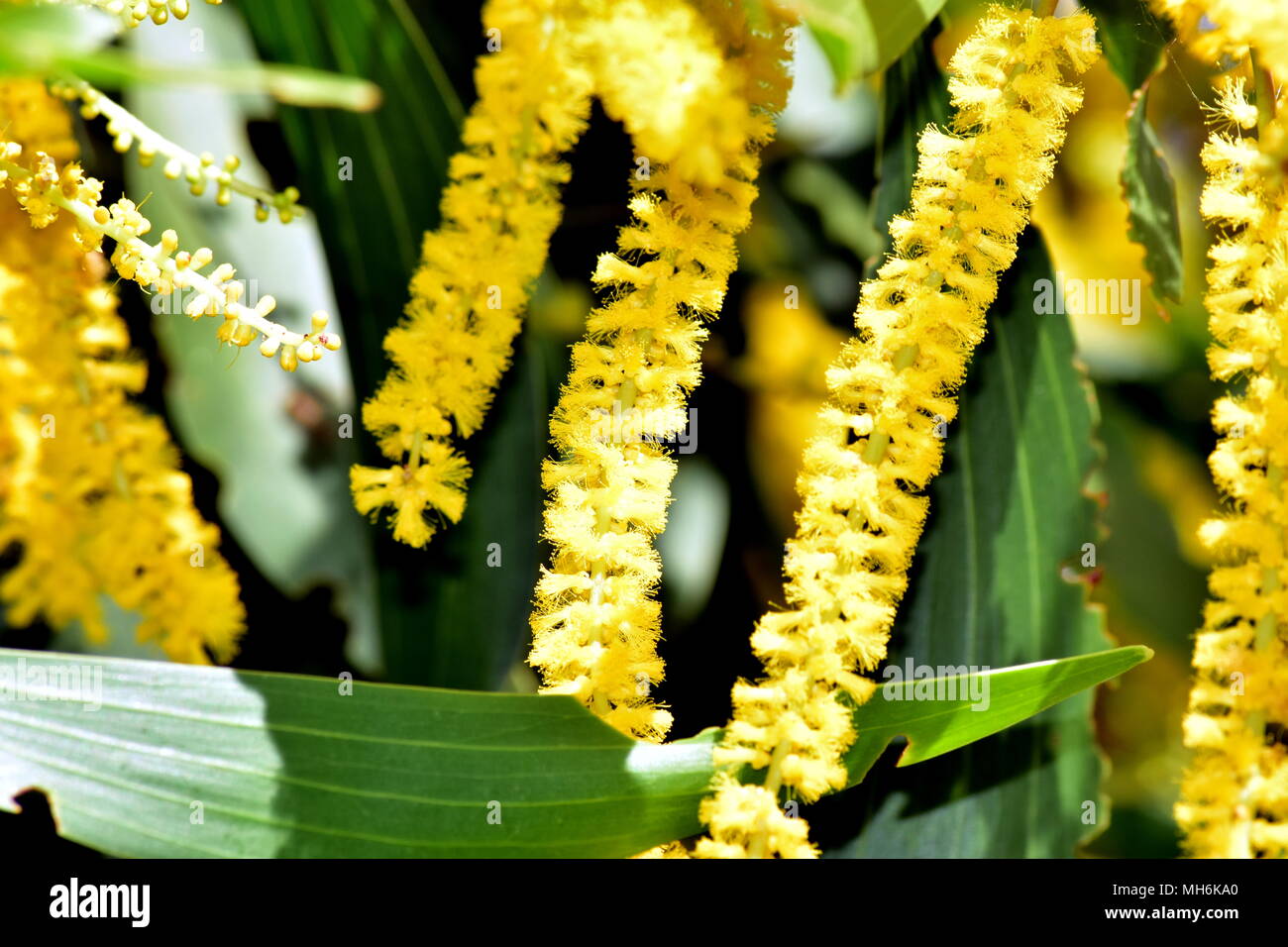 Acacia longifolia - Sydney Golden bargiglio Foto Stock