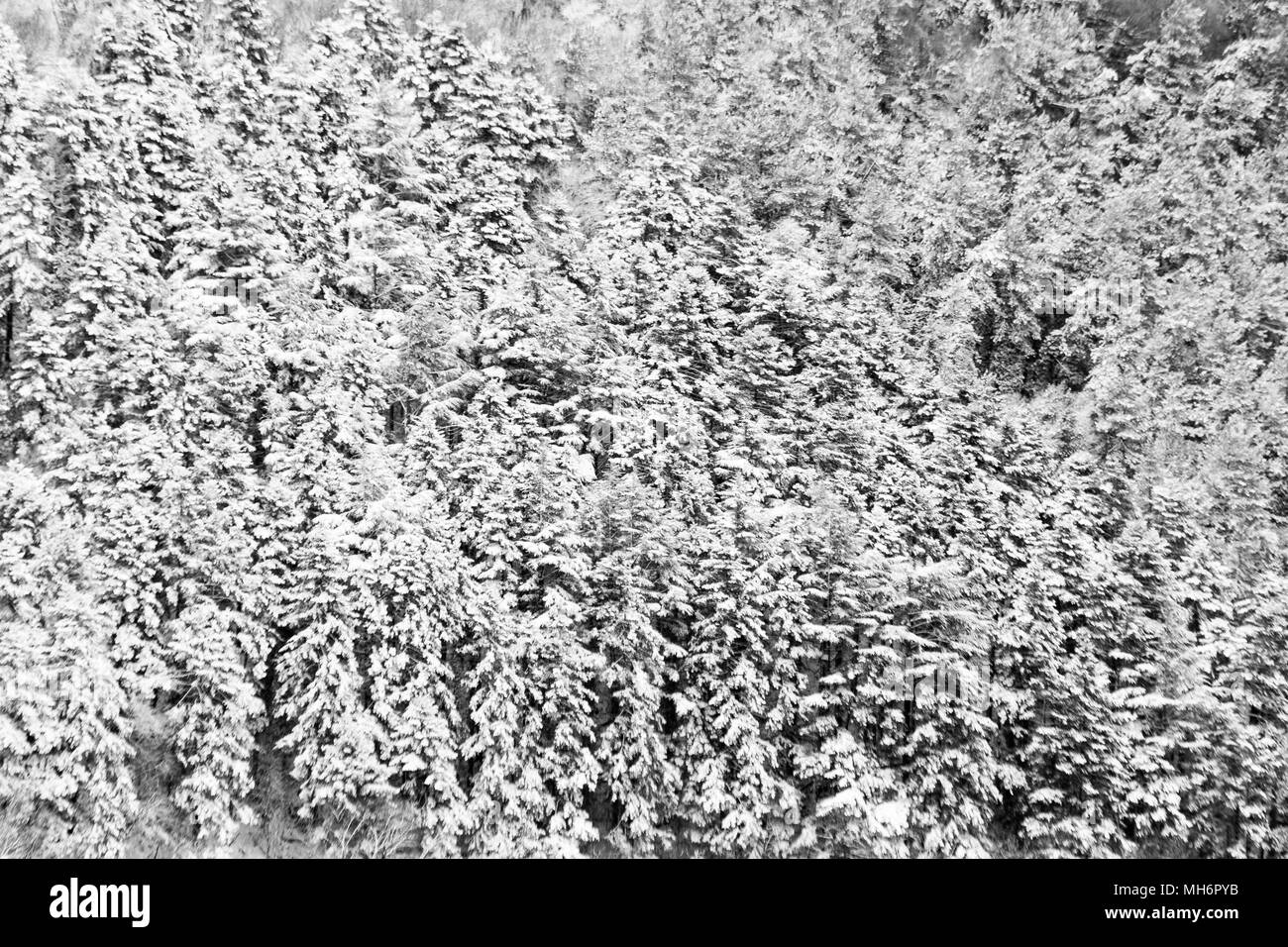 Vista aerea di alberi coperti di neve in una foresta, sul lato di monte Subasio (Umbria), la creazione di un tipo di tessitura astratta Foto Stock