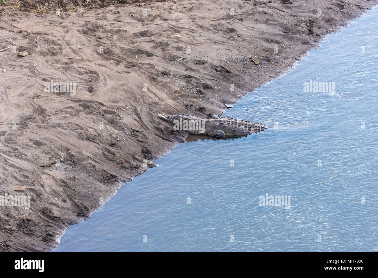 Coccodrilli pericoloso nuotare nel fiume Foto Stock