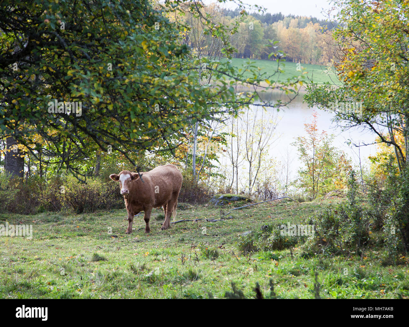 Di vitelli con esca nel paesaggio 2017 Foto Stock