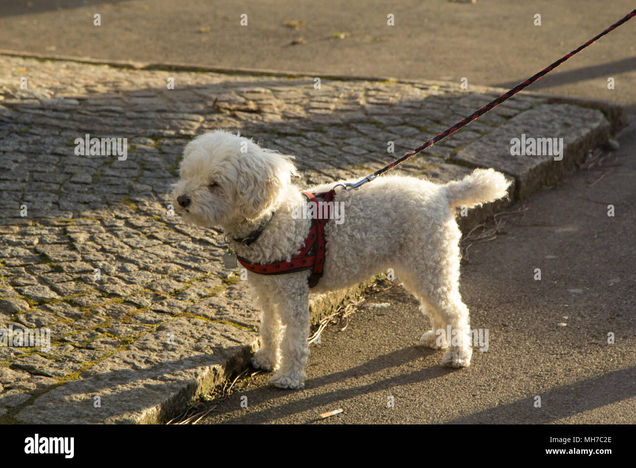 Cablaggio del cane guinzaglio Foto Stock
