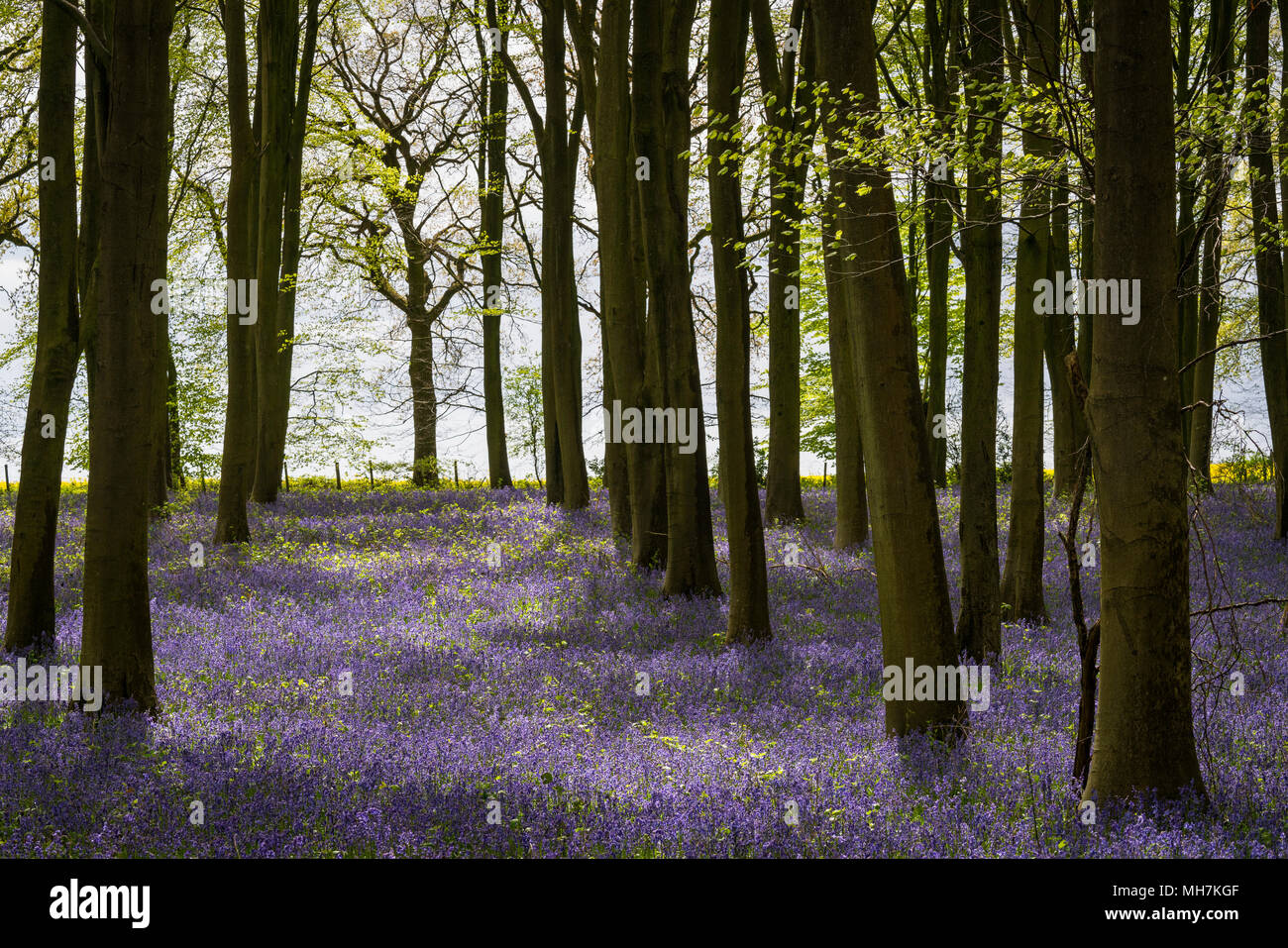 Bluebells e faggi nei boschi vicino a Micheldever in Hampshire, Inghilterra, Pezzata sole durante una pausa tra aprile docce. Foto Stock